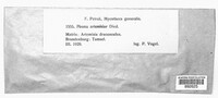 Phoma artemisiae image